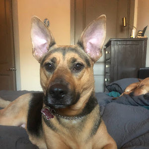 Meet your Posher, Alfonso